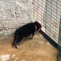 Cucciola pastore tedesco