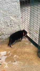 Cucciola pastore tedesco