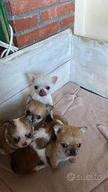Chihuahua toy 60 giorni con vaccino