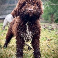 Cuccioli lagotto romagnolo