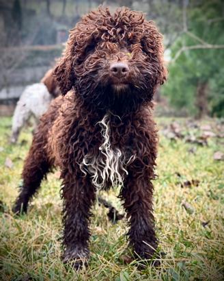 Cuccioli lagotto romagnolo