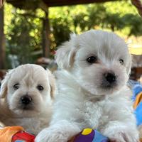 Cuccioli di maltesi cucciolo maltese Maltesini