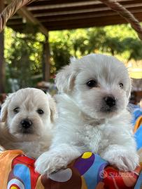 Cuccioli di maltesi cucciolo maltese Maltesini
