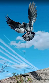 Addestramento piccioni