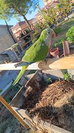 Pappagalli