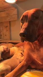 Cuccioli di Rhodesian Ridgeback