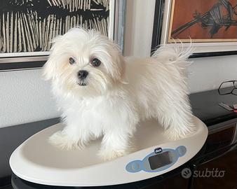 Cucciolo di maltese con pedigree ENCI