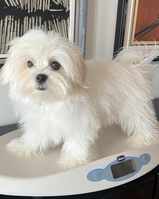Cucciolo di maltese con pedigree ENCI