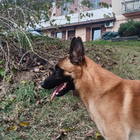 Pastore belga malinois per accoppiamento- monta