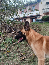 Pastore belga malinois per accoppiamento- monta