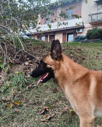 Pastore belga malinois per accoppiamento- monta