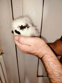 Conigli nani testa di leone