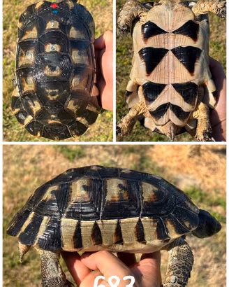 Maschio Testudo marginata sarda tartaruga terra