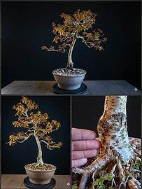 Pre-Bonsai di Quercia
