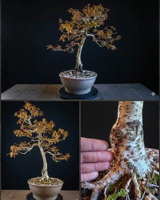 Pre-Bonsai di Quercia