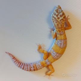 Geco leopardino