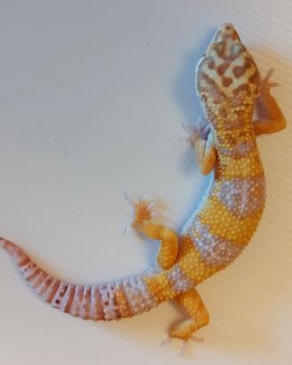 Geco leopardino
