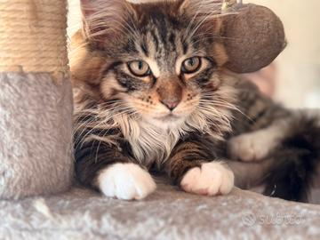 Cucciolo maschio Maine coon