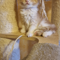 Cuccioli di maine coon