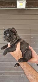 Bulldog francese