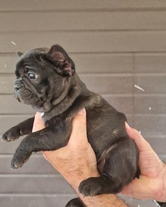 Bulldog francese