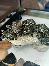 Tartarughe d'acqua Reggio Calabria