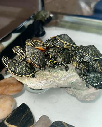 Tartarughe d'acqua Reggio Calabria