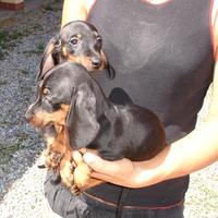 Bassottini taglia nana