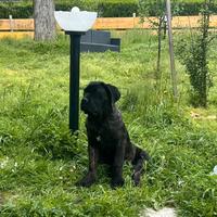 Cucciola cane corso con pedigree
