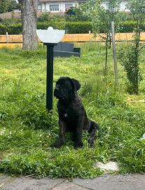Cucciola cane corso con pedigree