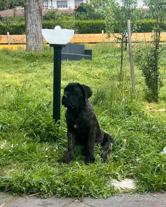 Cucciola cane corso con pedigree
