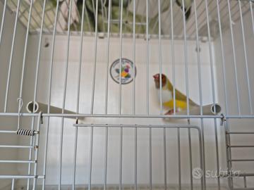 Diamanti di gould