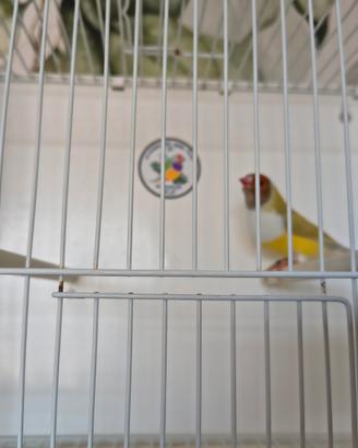 Diamanti di gould