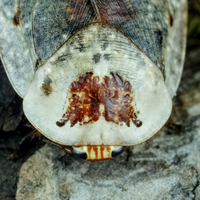 Gyna caffrorum, blatta fantasma