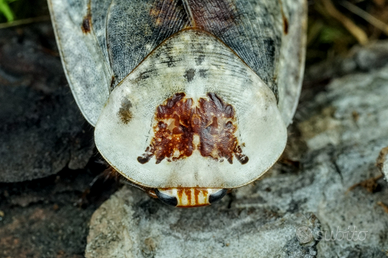 Gyna caffrorum, blatta fantasma