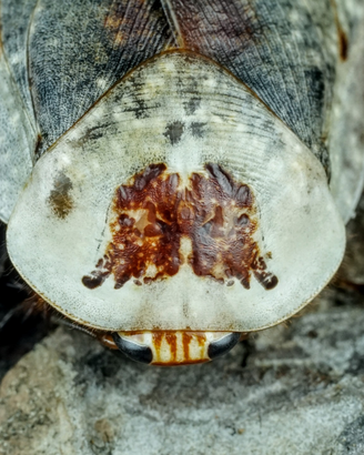 Gyna caffrorum, blatta fantasma