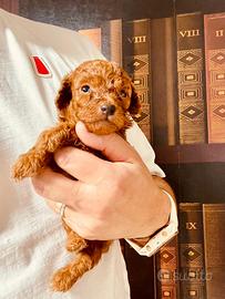 Barboncino Toy rosso cucciolo