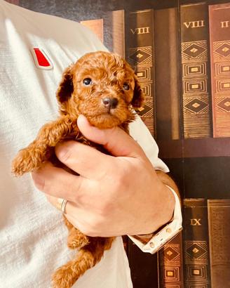 Barboncino Toy rosso cucciolo