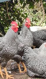 gallo 