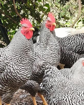 gallo 