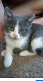 GATTINI 