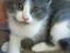 Immagine 1
