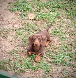 Cucciolo di bassotto