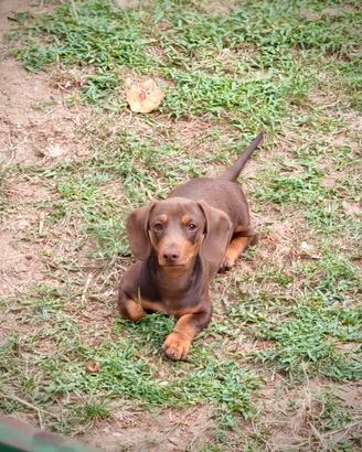 Cucciolo di bassotto