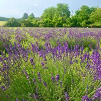 Lavanda  raccolto