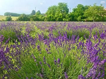 Lavanda  raccolto