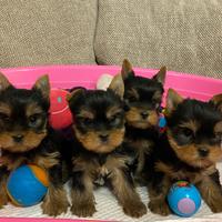 Yorlshire cuccioli con pedigree e Test