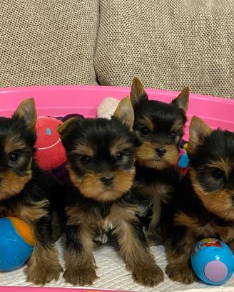 Yorlshire cuccioli con pedigree e Test