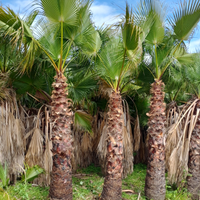Palma Washingtonia filifera o robusta