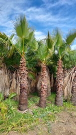 Palma Washingtonia filifera o robusta